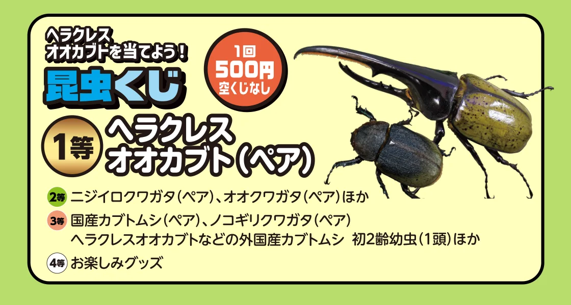 昆虫くじ