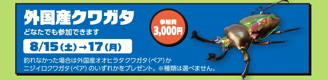 外国産クワガタ