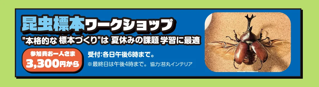 昆虫標本ワークショップ