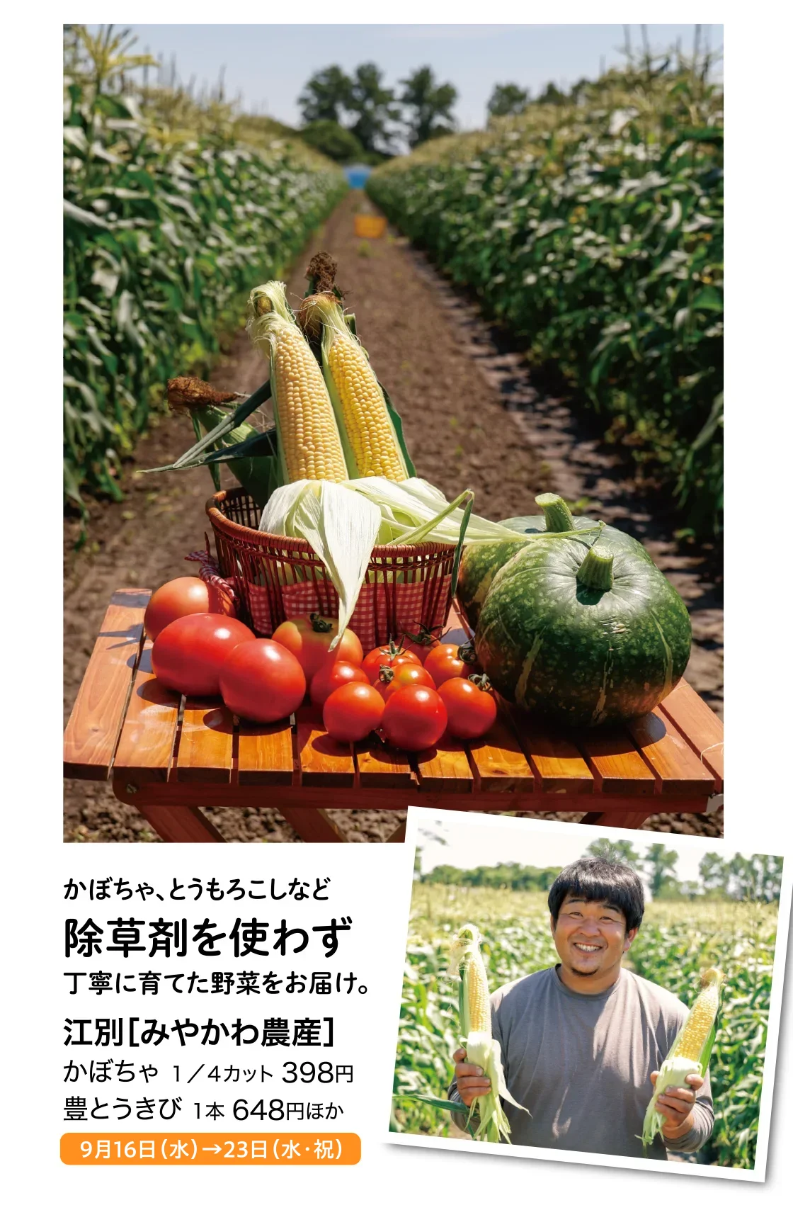 かぼちゃ、豊とうきび