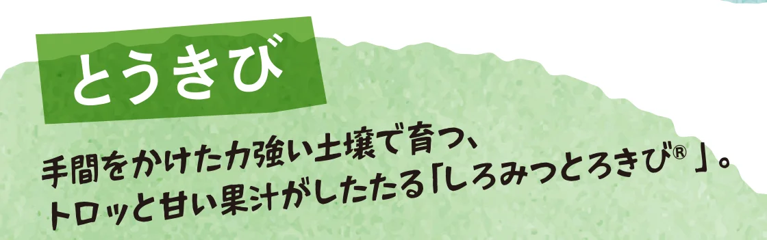 とうきび