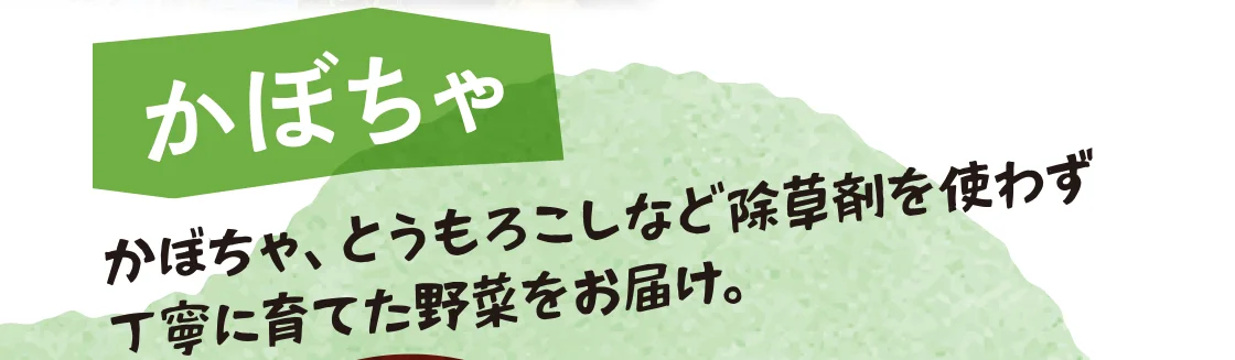 かぼちゃ