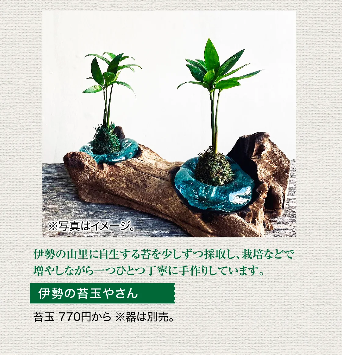 伊勢の苔玉やさん